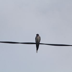 Sunda red-rumped swallow (Cecropis daurica striolata)