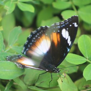 Australian great eggfly (Hypolimnas bolina nerina)