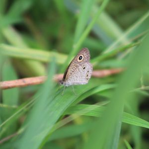 Baby fivering (Ypthima philomela)