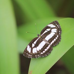 Javan sailor (Neptis hylas matuta)
