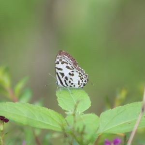 Common pierrot (Castalius rosimon rosimon)