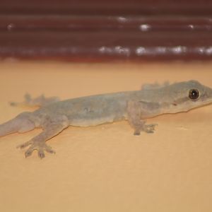 Flat-tailed house gecko (Hemidactylus platyurus)