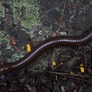 Malayan giant millipede (Thyropygus cf. pachyurus)