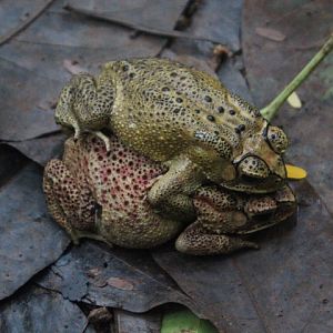 Asian common toad (Duttaphrynus melanostictus)