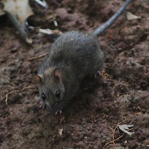 Asian house rat (Rattus tanezumi)