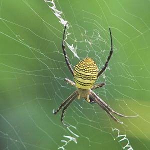 Oval St. Andrew's cross spider (Argiope aemula)