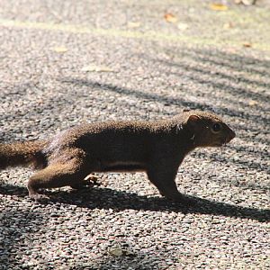 Malayan plantain squirrel  (Callosciurus notatus miniatus)