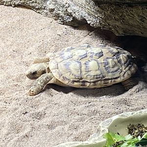 Pancake tortoise