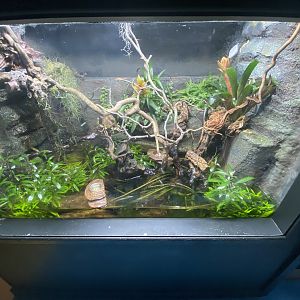 Chapa bug-eyed frog exhibit