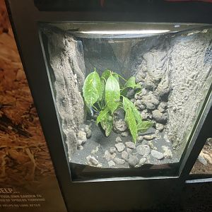 Golden-eyed stick insect exhibit