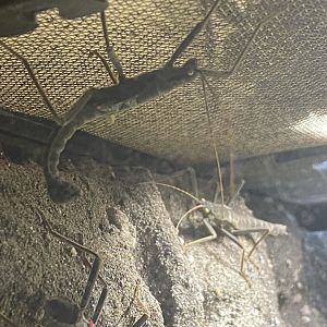 Golden-eyed stick insect
