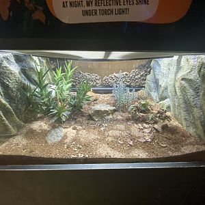Desertas wolf spider exhibit