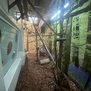 Indoor Emperor tamarin enclosure