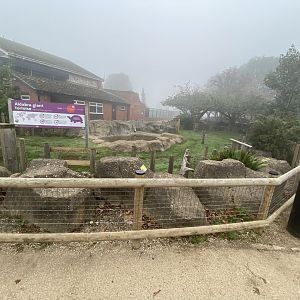 Outdoor Aldabra giant tortoise enclosure
