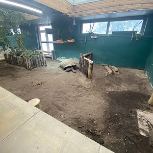 Indoor Aldabra giant tortoise enclosure
