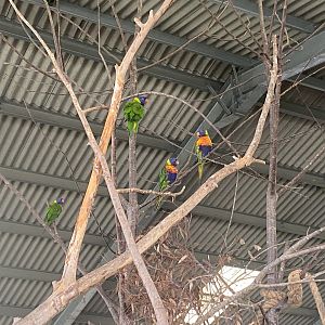 Rainbow lorikeets