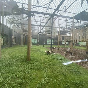 Siamang enclosure