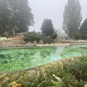 Humboldt penguin enclosure
