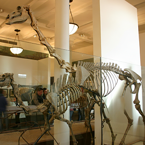 Restored Giraffe Camel Skeleton