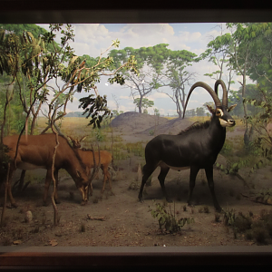 Restored Giant Sable Antelope Diorama