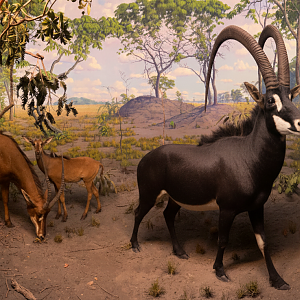 Restored Giant Sable Antelope Diorama