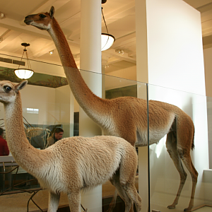 Procamelus & Aepycamelus Reconstructions