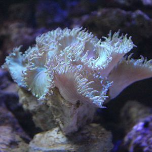 Elegance coral (Catalaphyllia jardinei)