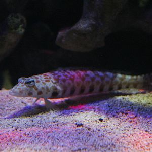 Black-dotted sandperch (Parapercis millepunctata)