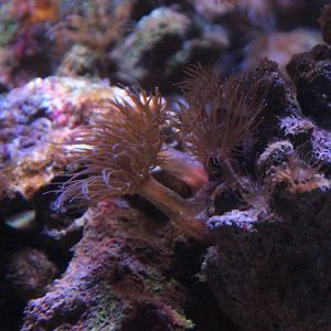 Pale anemone (Exaiptasia diaphana)