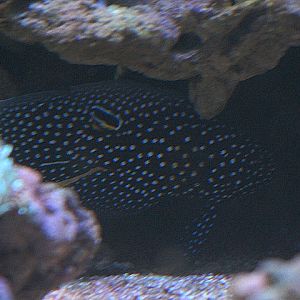 Comet (Calloplesiops altivelis)