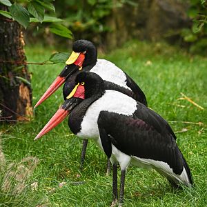 Saddle-billed storks