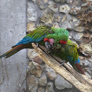 Mexican Military Macaw (Ara militaris mexicana)
