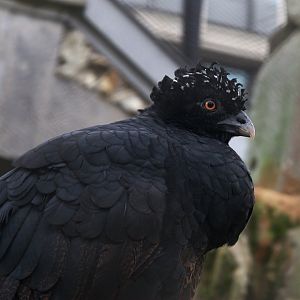 Red-billed Curassow (Crax blumenbachii)