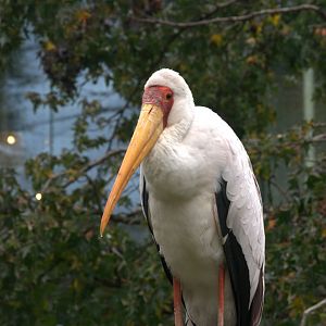 Yellow-billed Stork (Mycteria ibis)