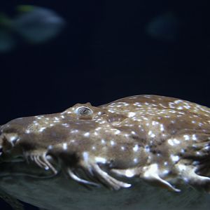 Spotted Wobbegong (Orectolobus maculatus)