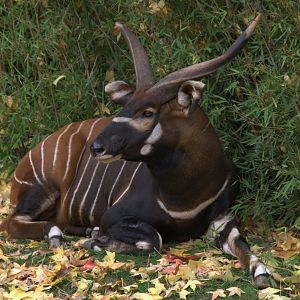 Eastern Bongo (Tragelaphus eurycerus isaaci)