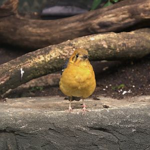 Orange-headed thrush (Geocichla citrina)