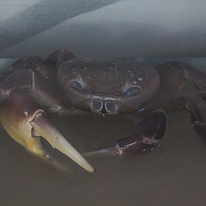 Brown land crab (Cardisoma carnifex) - Drive Thru Park