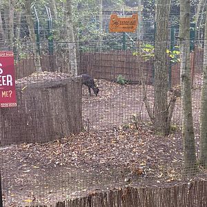 Michie’s tufted deer