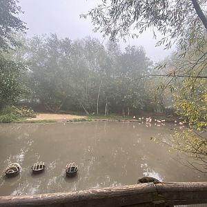Chilean flamingo enclosure