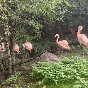 Chilean flamingos