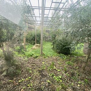 1st part of Amur leopard enclosure