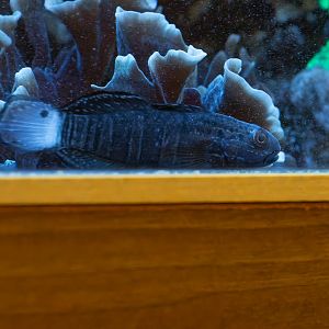 Amblygobius phalaena? - Zoo Olomouc