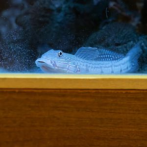 Valenciennea longipinnis? - Zoo Olomouc