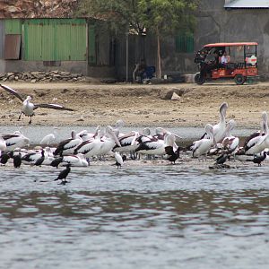 birds at Tasi Tolu