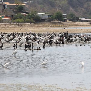 birds at Tasi Tolu