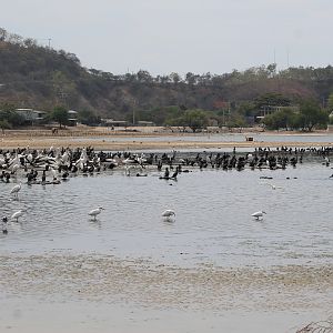birds at Tasi Tolu