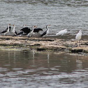 Little Pied Shags and Little Egrets