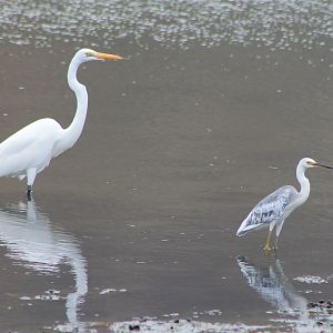 Great Egret and Eastern Reef Egret