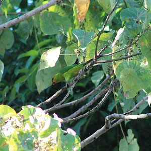 Olive-headed Lorikeet (Trichoglossus euteles)